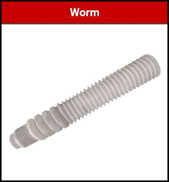 worm